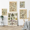 Vintage Botanical Canvas Print
