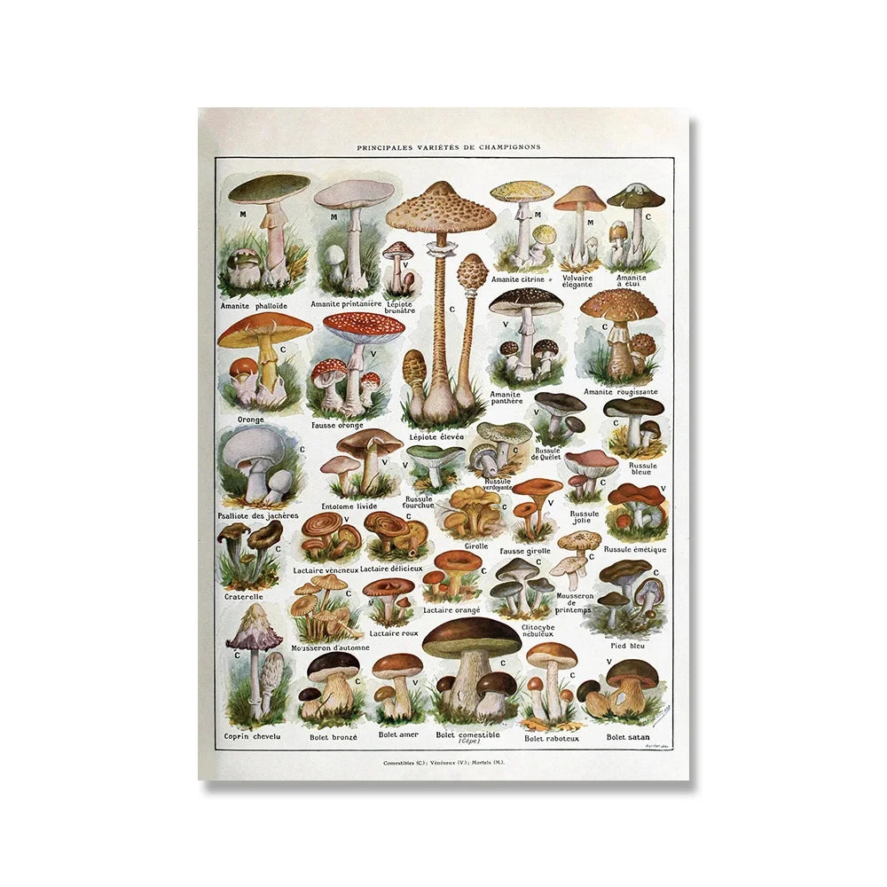 Vintage Adolphe Millot Encyclopedia Posters and Prints Botanical Mushrooms Herbs Flowers Insect Canvas Paintings Wall Art Decor