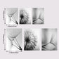Dandelion Canvas Wall Art