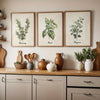 Vintage Herb Canvas Set