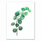 Tropical Plant Canvas Art