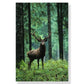 Wild Deer Forest Canvas