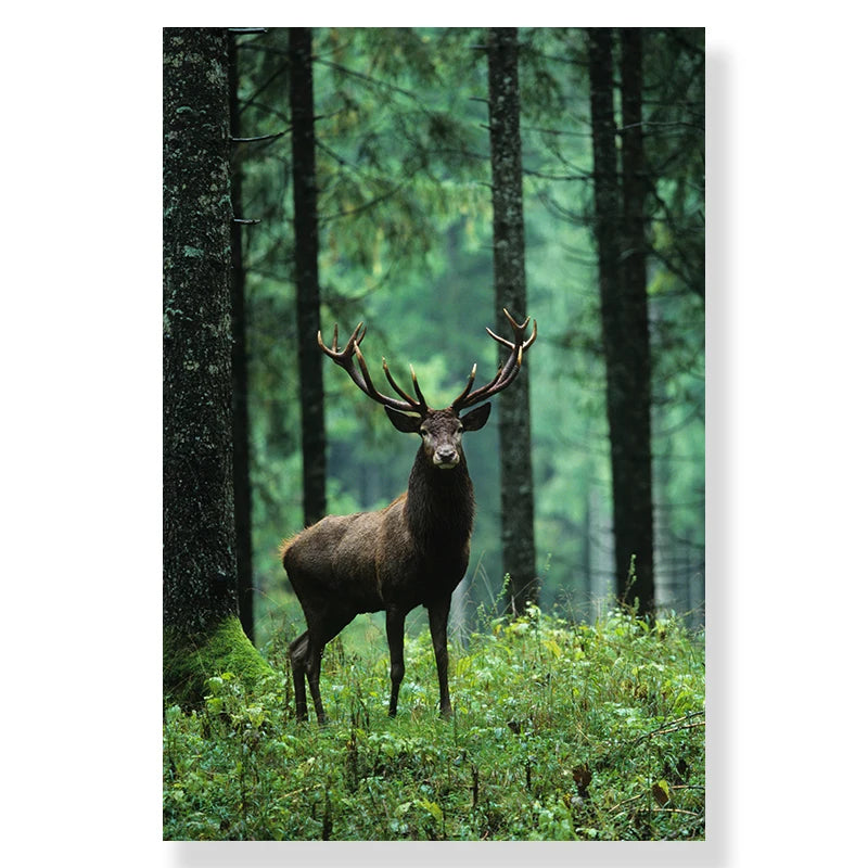 Wild Deer Forest Canvas