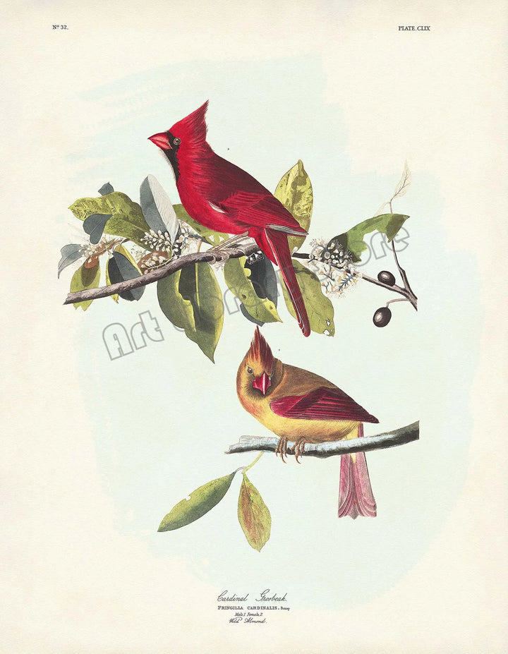 Vintage Bird Botanical Art
