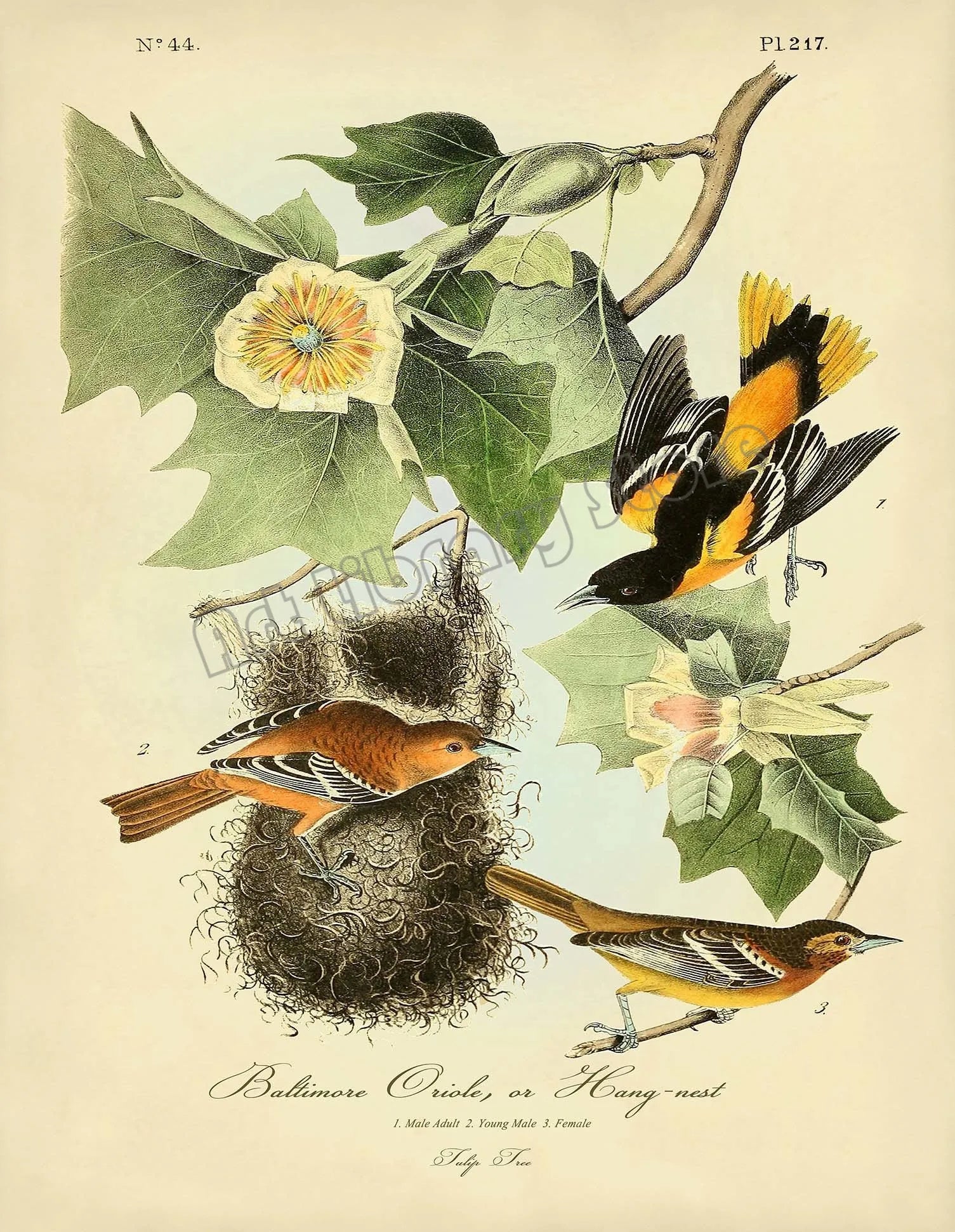 Classic Vintage Audubon Backyard Birds of America Botanical Mockingbird,Robin Poster Canvas Painting Wall Art Picture Home Decor