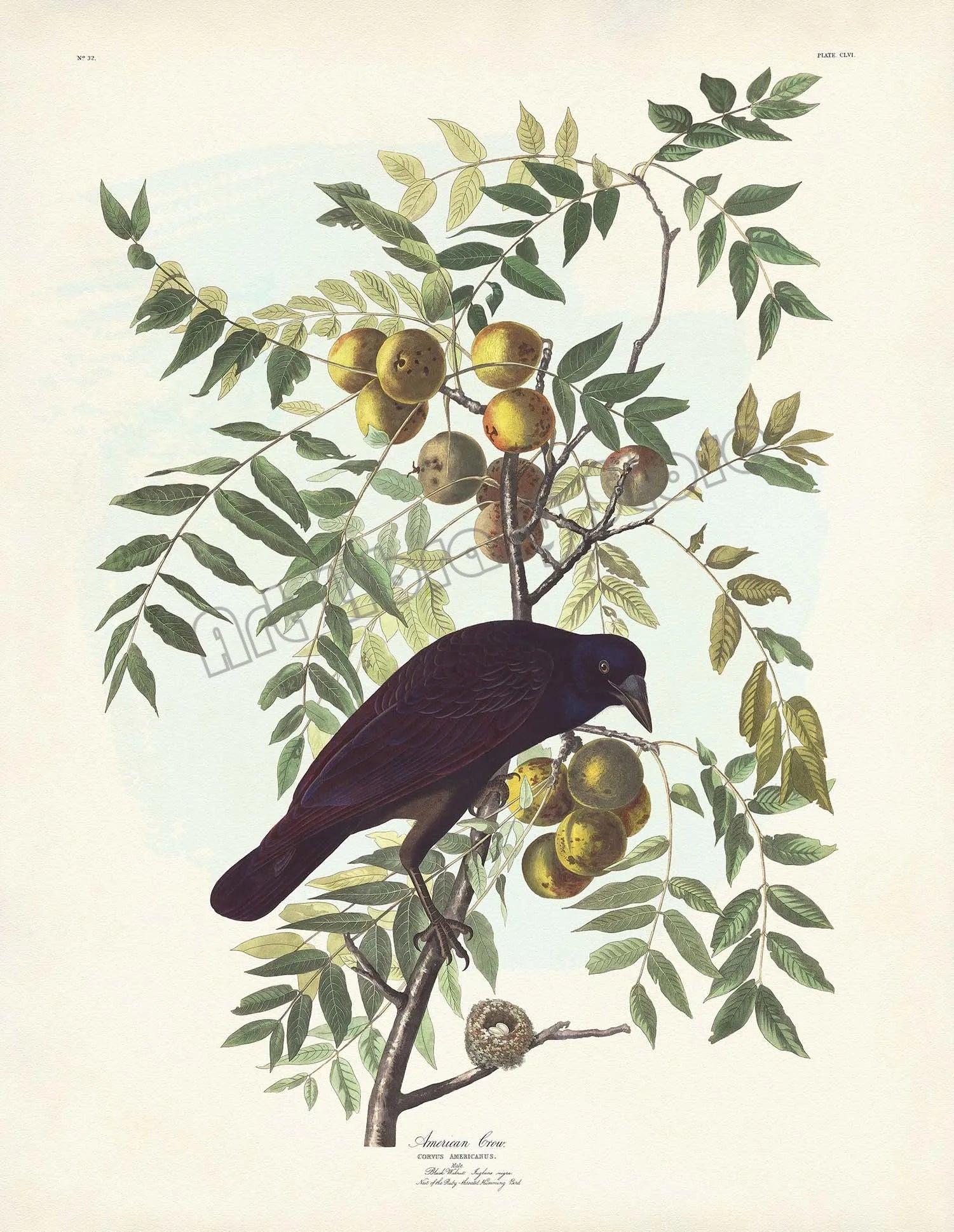 Classic Vintage Audubon Backyard Birds of America Botanical Mockingbird,Robin Poster Canvas Painting Wall Art Picture Home Decor