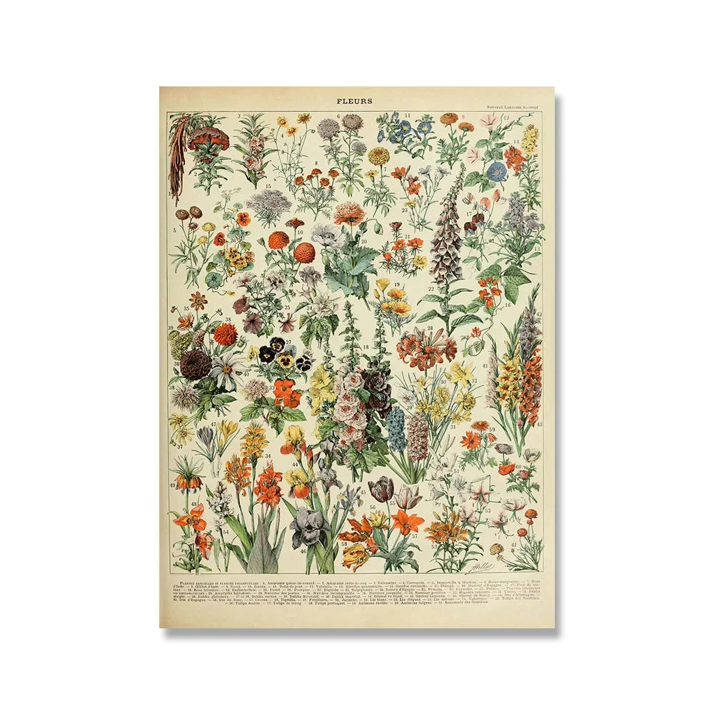 Vintage Adolphe Millot Encyclopedia Posters and Prints Botanical Mushrooms Herbs Flowers Insect Canvas Paintings Wall Art Decor