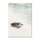 Coastal Turtle Canvas Art