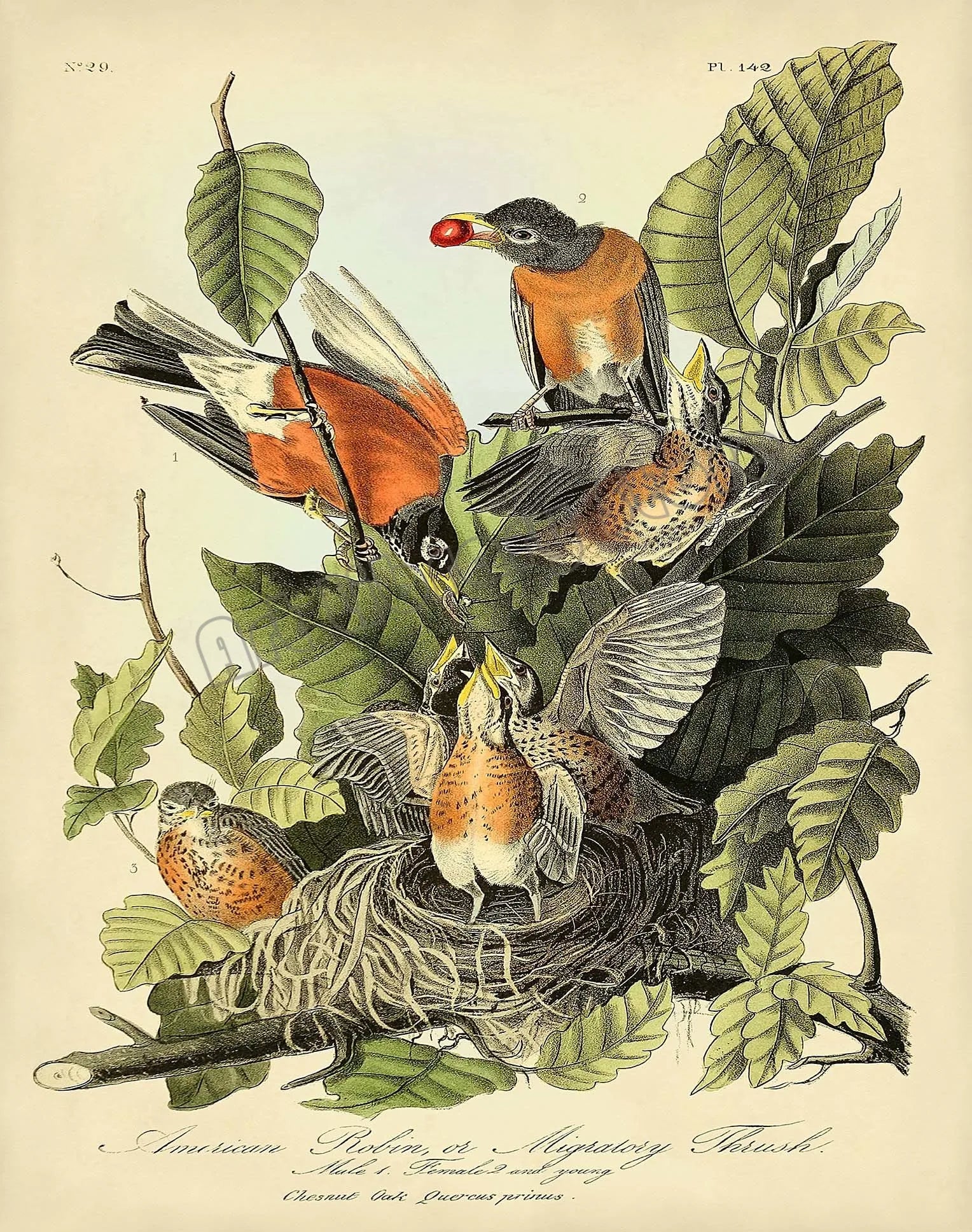 Classic Vintage Audubon Backyard Birds of America Botanical Mockingbird,Robin Poster Canvas Painting Wall Art Picture Home Decor