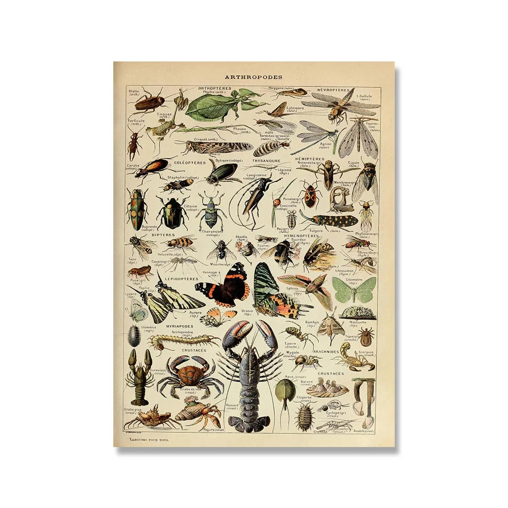 Vintage Adolphe Millot Encyclopedia Posters and Prints Botanical Mushrooms Herbs Flowers Insect Canvas Paintings Wall Art Decor