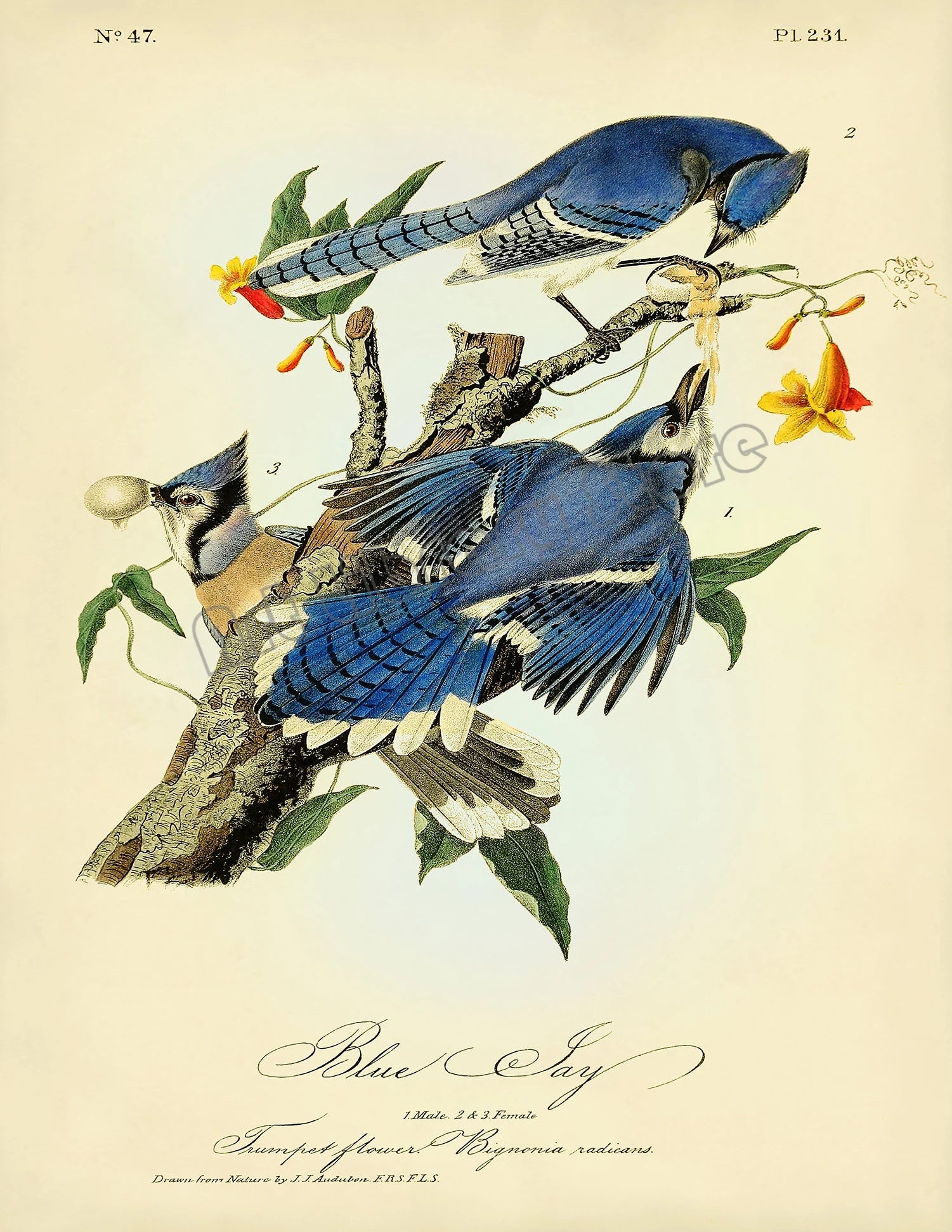 Classic Vintage Audubon Backyard Birds of America Botanical Mockingbird,Robin Poster Canvas Painting Wall Art Picture Home Decor