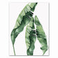 Tropical Plant Canvas Art