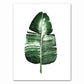 Tropical Plant Canvas Art