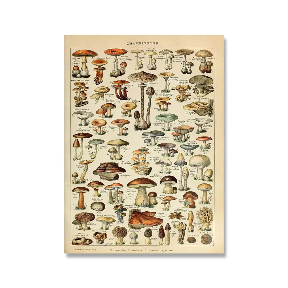 Vintage Adolphe Millot Encyclopedia Posters and Prints Botanical Mushrooms Herbs Flowers Insect Canvas Paintings Wall Art Decor