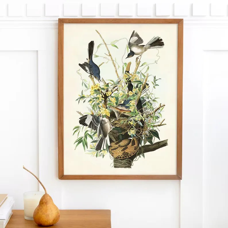 Classic Vintage Audubon Backyard Birds of America Botanical Mockingbird,Robin Poster Canvas Painting Wall Art Picture Home Decor