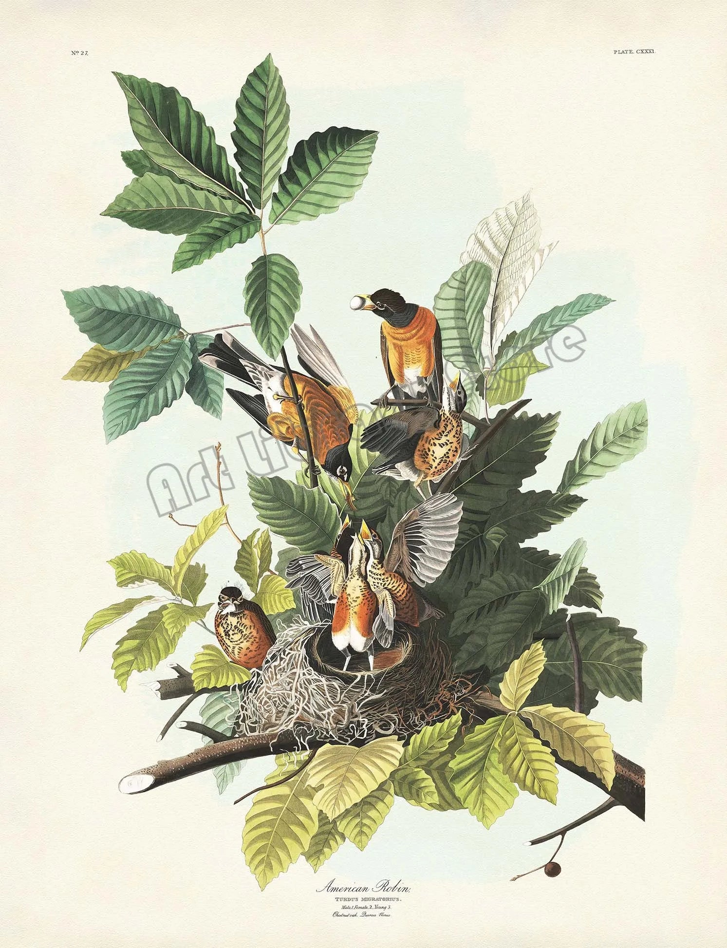 Classic Vintage Audubon Backyard Birds of America Botanical Mockingbird,Robin Poster Canvas Painting Wall Art Picture Home Decor