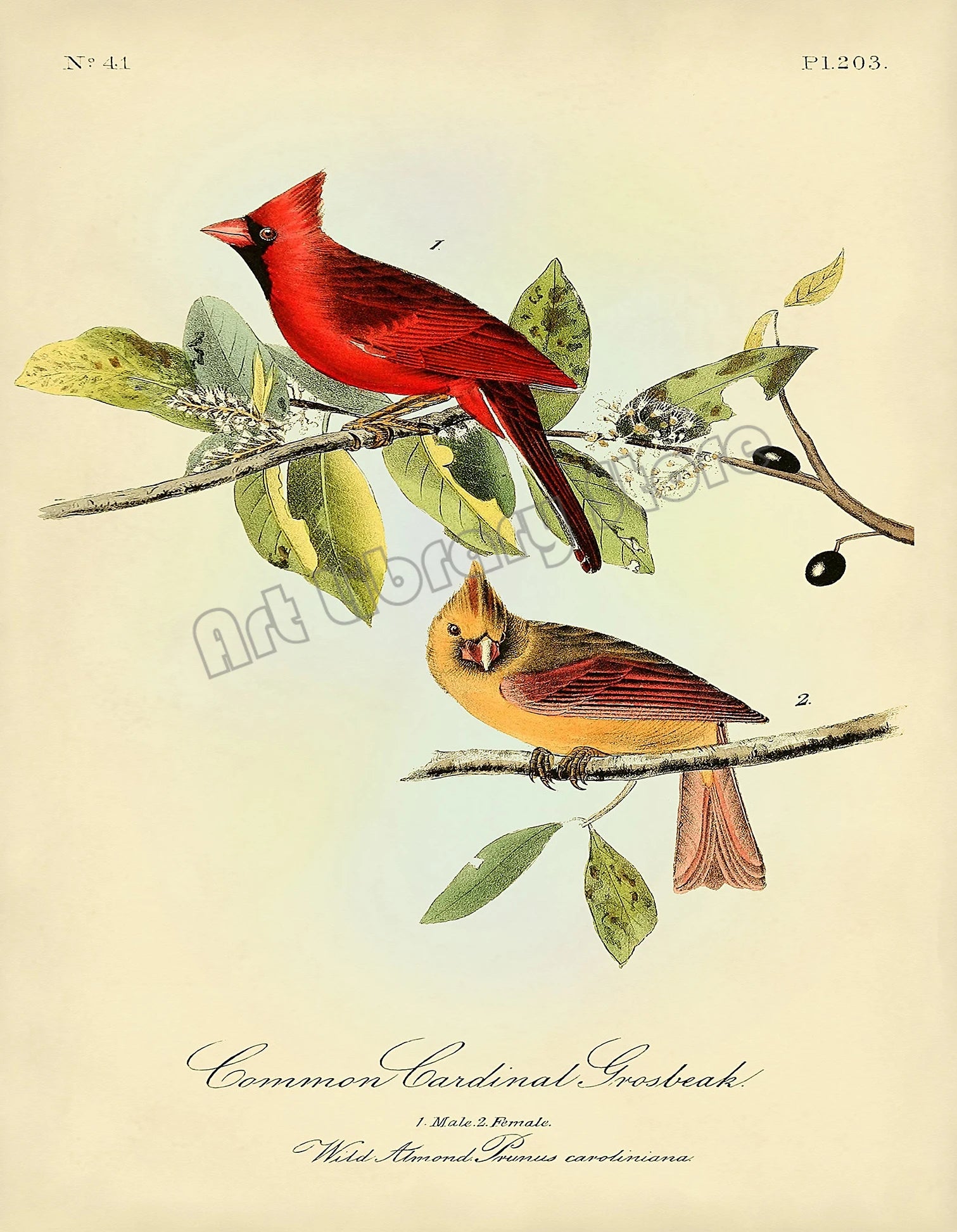 Classic Vintage Audubon Backyard Birds of America Botanical Mockingbird,Robin Poster Canvas Painting Wall Art Picture Home Decor