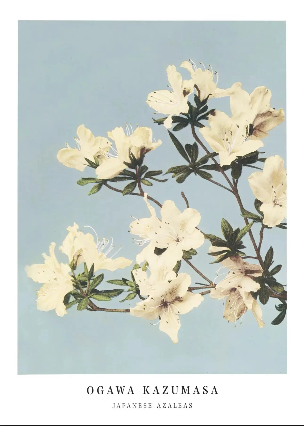 Cherry Blossom Canvas Art