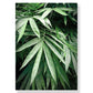 Wild Deer Forest Canvas