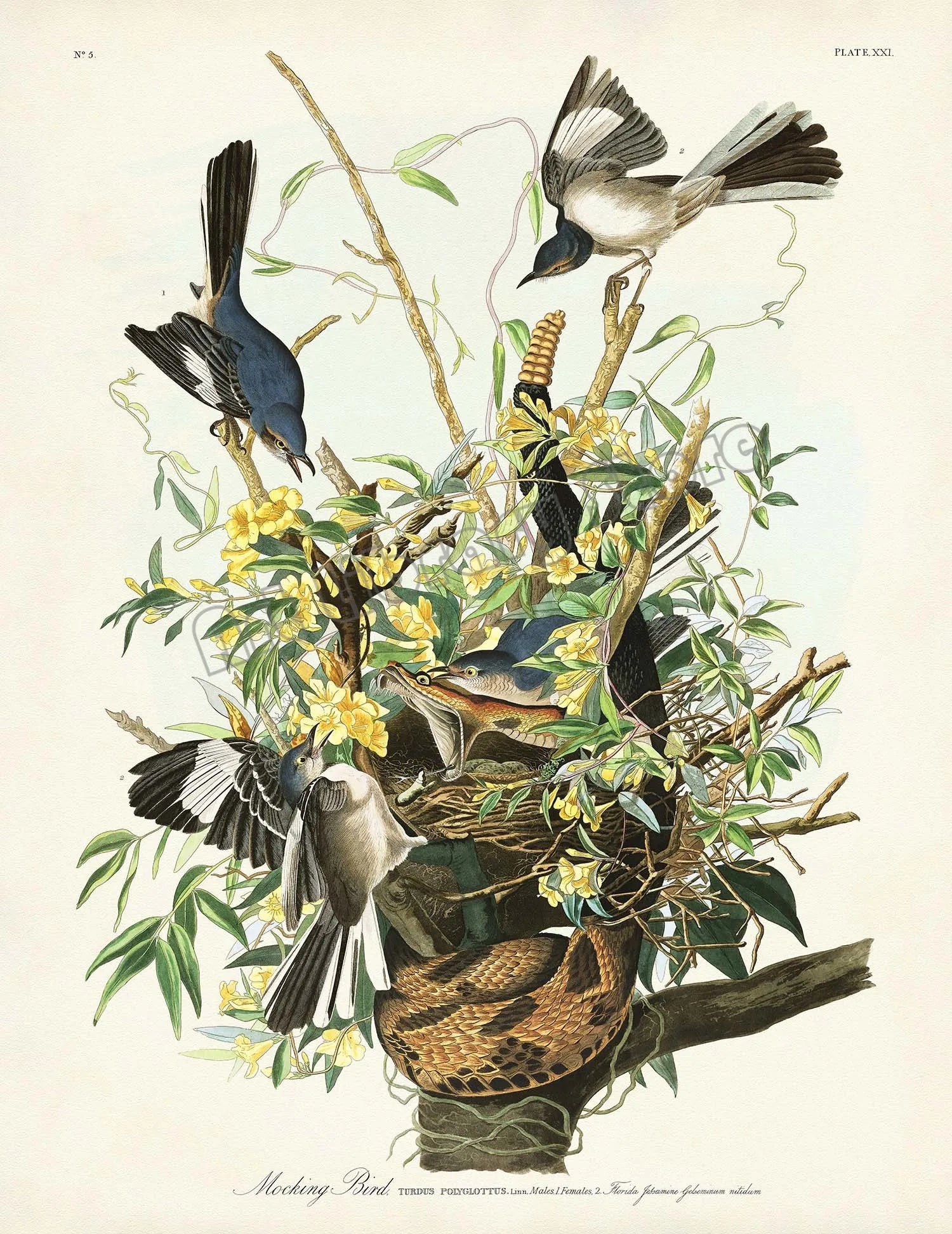 Classic Vintage Audubon Backyard Birds of America Botanical Mockingbird,Robin Poster Canvas Painting Wall Art Picture Home Decor